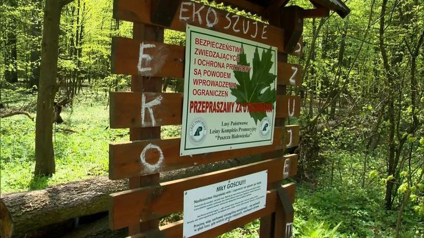 03.05.2016 | Zakaz wstępu do Puszczy Białowieskiej. Zielony i niebieski szlak zamknięte dla turystów