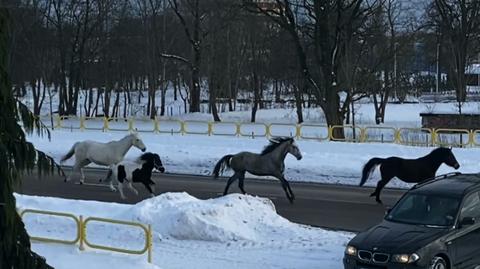 16.02.2021 | "Na ulicy Grunwaldzkiej biegną konie". Nietypowe zgłoszenie w Suwałkach