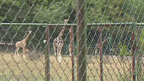 31.08.2018 | Żyrafa Dobrawa z zoo w Poznaniu nie żyje. Powodem - dokarmianie przez odwiedzających