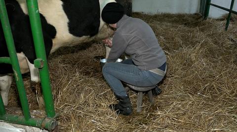 14.01.2018 | Kurs dojenia krowy, porady od kota, nagrobek. Osobliwe aukcje dla WOŚP