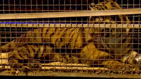 14.10.2022 | Prokuratura zakończyła śledztwo w sprawie transportu tygrysów. Oskarżono pięć osób