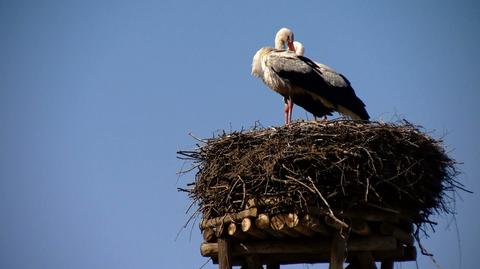 Wiosna. Do Pentowa wróciły bociany