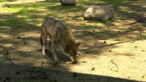 21.04.2019 | Wilki są ofiarami czarnego PR-u. Wrocławskie zoo chce to zmienić