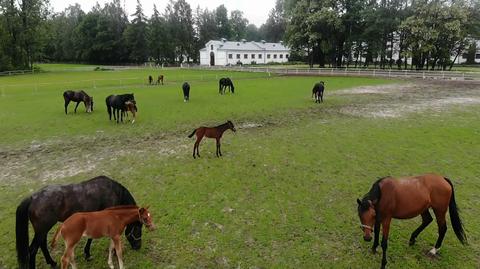 Były poseł i senator PiS nowym prezesem stadniny w Janowie Podlaskim