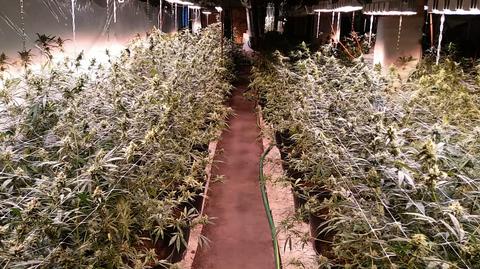 Policja zlikwidowała plantację marihuany w Świdwinie