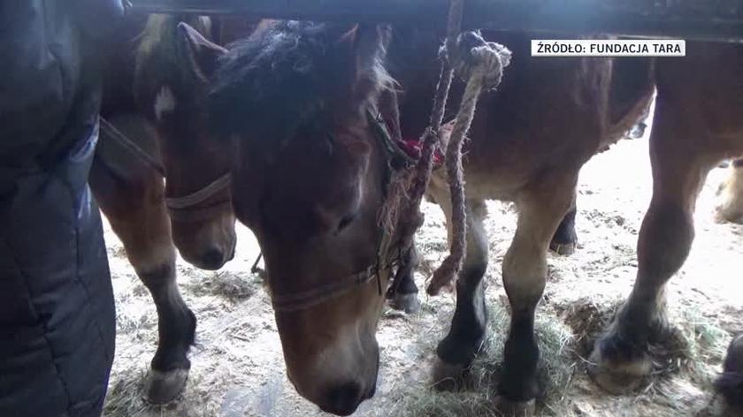 07.03.2017 | Na łąkę zamiast na rzeź. Fundacja Tara uratowała 34 konie