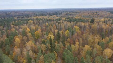 Lasy Państwowe chcą ułatwić wycinkę w Puszczy Białowieskiej. Aktywiści protestują