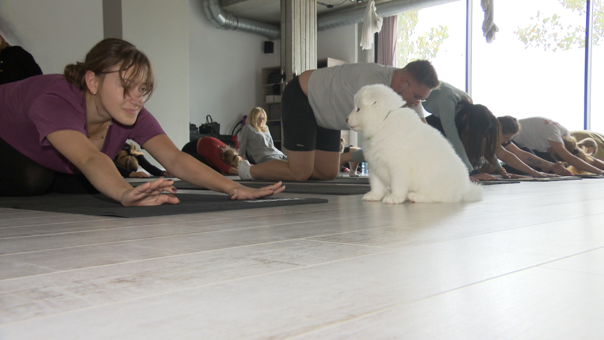 Puppy joga - joga ze szczeniakami. Zwierzęta pozbawiane wody i odpoczynku -  śledztwo iTV News - TVN24
