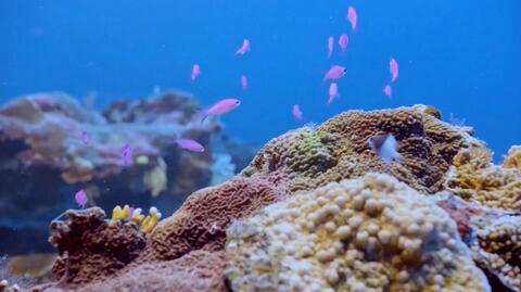Naukowcy wykorzystują dźwięki zdrowej rafy koralowej, by ratować chorą rafę koralową