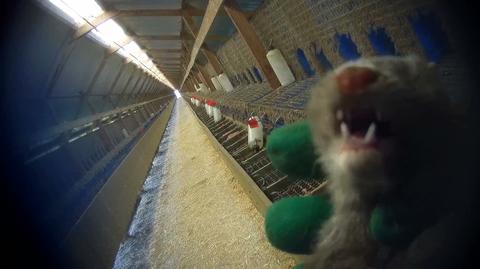 Andrzej Duda krytykuje "piątkę dla zwierząt". "Ja się z tą ustawą absolutnie nie zgadzam"