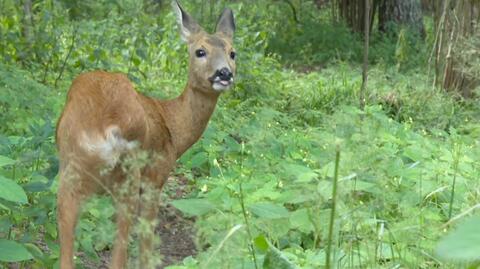 Chcesz pomóc dzikiemu zwierzęciu? Eksperci radzą, jak zrobić to w bezpieczny sposób