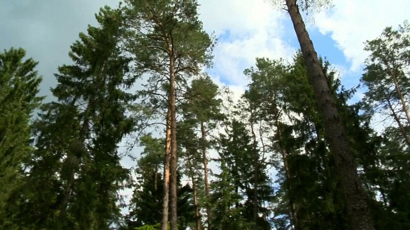 Białystok za pomocą kamer monitoruje, czy nie powstaje pożar w lasach