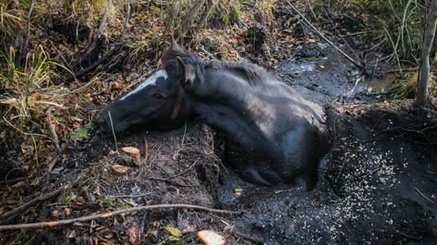 Koń wpadł w bagno. Zwierzę ratowało dziewięciu strażaków