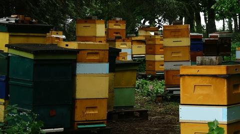 Padło około pół miliona pszczół. Sprawę bada policja