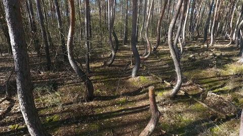 Drzewa z Krzywego Lasu umierają. Leśnicy mają plan