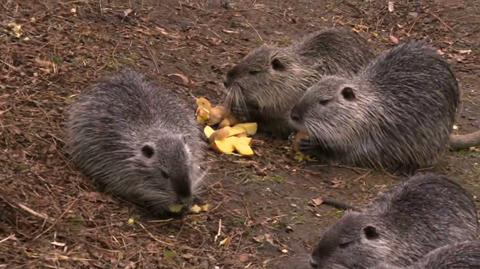 05.03.2021 | Marchewki, ziemniaki i inne przekąski. Dwójka mieszkańców Rybnika dokarmia nutrie