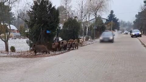 Stado dzików rujnuje trawniki między blokami w Legionowie. Kto za to zapłaci?