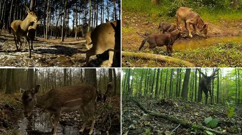 Małe wilczki, foka w Wiśle i wiele innych. Niesamowite nagrania z serca lasu