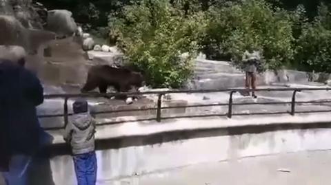 22.05.2020 | 23-latek wtargnął na wybieg w zoo. Próbował podtopić niedźwiedzicę
