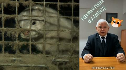 Jarosław Kaczyński na TikToku zachęca do poparcia "piątki dla zwierząt"