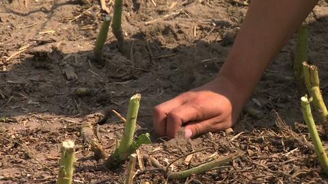 Niski stan wody w rzekach, pola suche jak pieprz. Polskę mocno dotykają zmiany klimatyczne