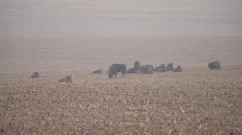 22.12.2019 | Kilkadziesiąt żubrów ma być odstrzelonych, bo "są agresywne w różny sposób"