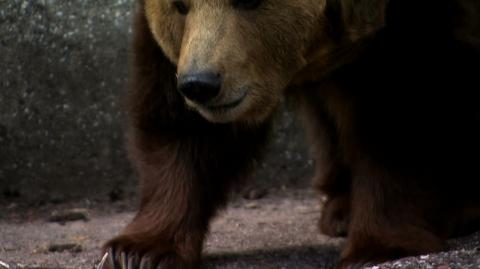 23.05.2020 | Niedźwiedzie z warszawskiego zoo zostaną przeniesione