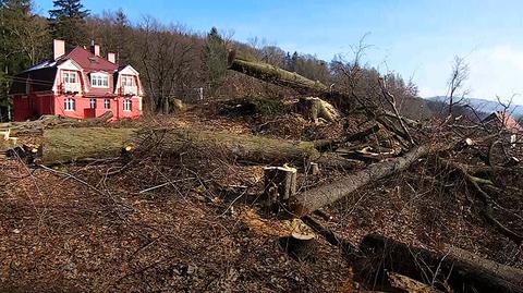 19.02.2017 | Prezydenci miast walczą z masową wycinką drzew. "Przez głupie przepisy możemy je zniszczyć"