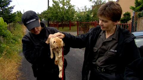 Ktoś obciął kotu uszy i okaleczył oczy. Obrońcy zwierząt oferują nagrodę za wskazanie winnego