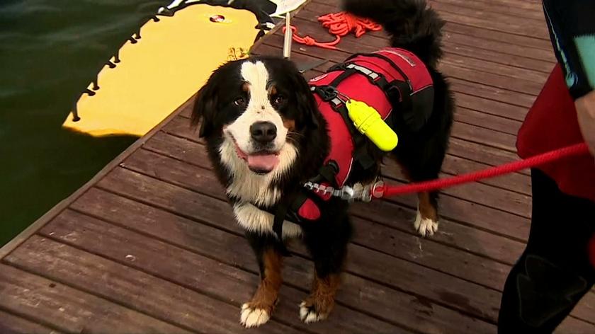20.08.2016 | Psy, które ratują życie ludziom, mają swoje… mistrzostwa