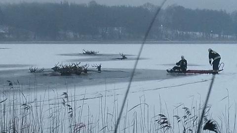 04.02.2021 | 19 jeleni utopiło się w jeziorze. Zbieracze poroża mieli przestraszyć stado petardami