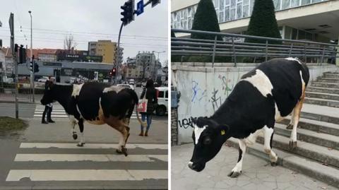 08.03.2019 | Krowa na spacerze w centrum Wrocławia. Mieszkańcy byli w szoku