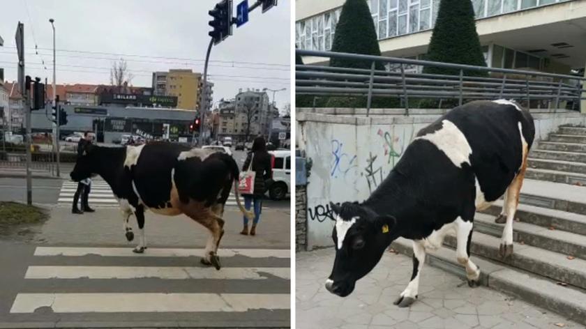 08.03.2019 | Krowa na spacerze w centrum Wrocławia. Mieszkańcy byli w szoku