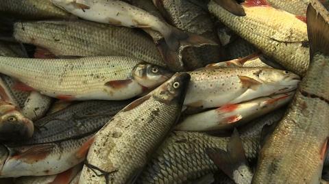 Wędkarze: nawet dwie tony ryb skażone. Władze: nie ma żadnego niebezpieczeństwa