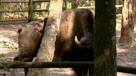 Kamieniami rzucali w bizony w zoo. Chcieli je "rozruszać"