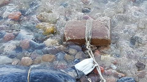 29.05.2018 | Dwie martwe foki w Gdyni. "Wiemy, że ktoś chciał ukryć te martwe zwierzęta"