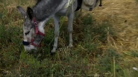 Wędrówka na osłach z Francji do Polski