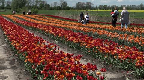 17.05.2021 | Niesamowite pole tulipanów w Cedrach Wielkich. Turyści mogą komponować samodzielnie bukiety