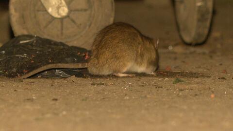 18.03.2023 | Wrocław ma problem ze szczurami. "To jest plaga"