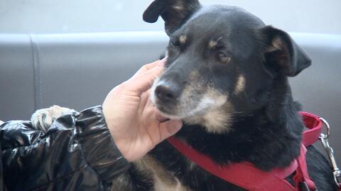 23.04.2023 | Drożyzna wystawia właścicieli zwierząt na ciężką próbę