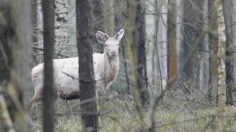 16.04.2023 | Biały jeleń w Nadleśnictwie Olesno. Majestatyczne zwierzę uchwycono na nagraniu