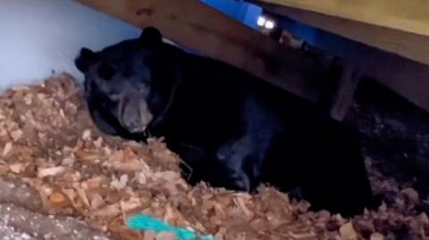 12.01.2023 | Nagranie niedźwiedzia śpiącego pod tarasem stało się hitem internetu