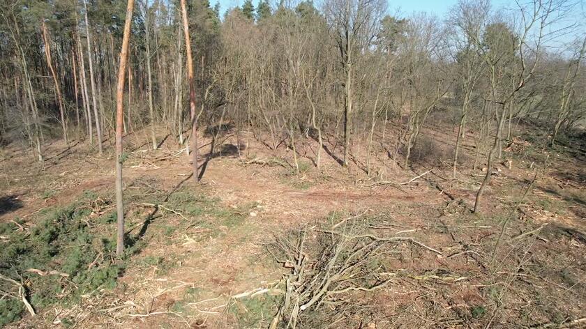 Polska przegrała z Komisją Europejską przed TSUE. Chodzi o ochronę lasów