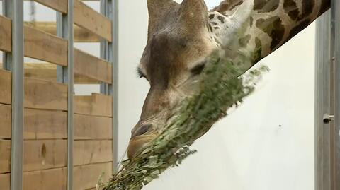 Poznańskie zoo gra razem z WOŚP. Można zostać na dzień opiekunem zwierząt