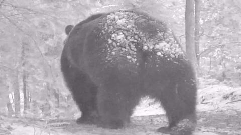 31.01.2023 | Przebudzone z zimowego snu niedźwiedzie zostały sfotografowane przez fotopułapkę