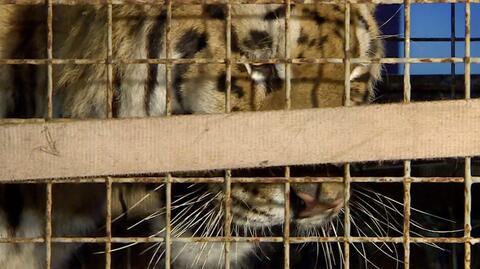 Przewozili tygrysy z Włoch do Rosji. Przed sądem w Białej Podlaskiej ruszył proces