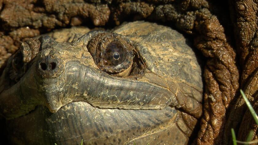 02.04.2023 | W powiecie grójeckim został znaleziony żółw jaszczurowaty