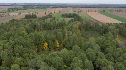 Ważny wyrok TSUE dla przyszłości polskich lasów. Ekolodzy mówią o sukcesie