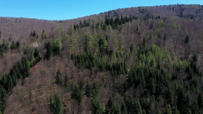 Wycinka lasów koło Andrychowa może zagrozić gospodarce wodnej regionu. Jest apel o jej zaprzestanie