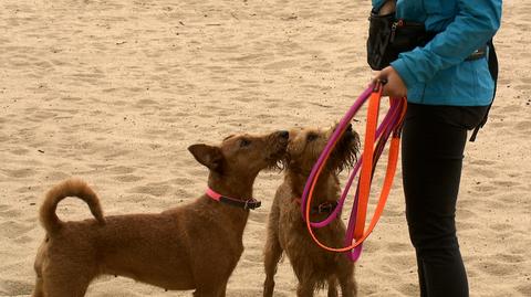 Kanadyjscy naukowcy informują: posiadanie psa wydłuża życie